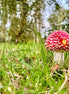 Fly Agaric Up Close (photo)