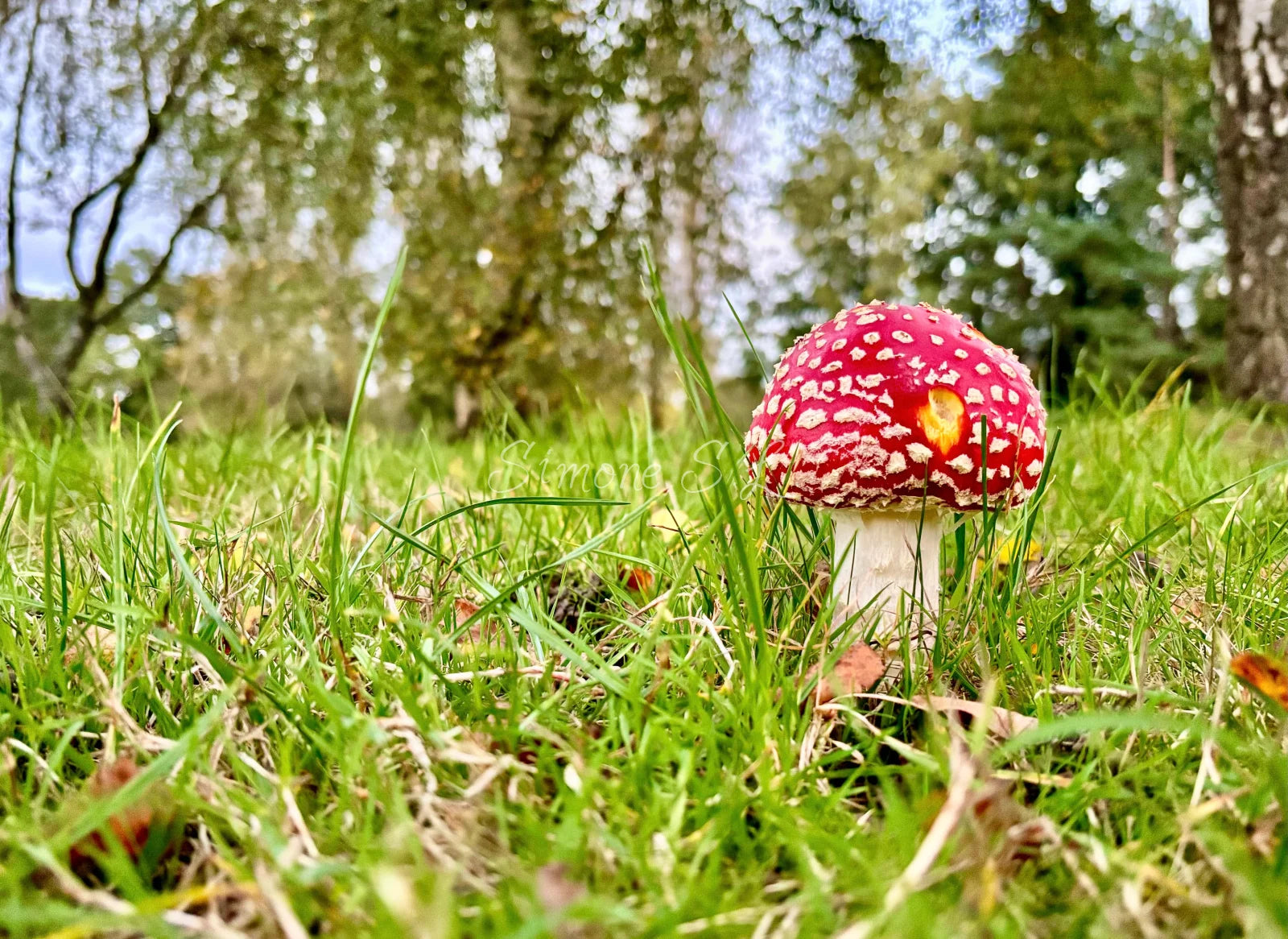 Fly Agaric Up Close (photo)