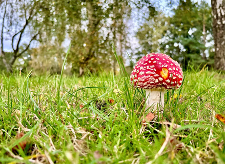Fly Agaric Up Close (photo)