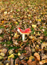 Fly Agaric With Crunchy Autumn Leaves (photo)