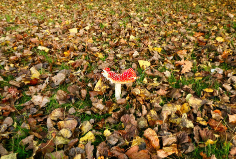 Fly Agaric With Crunchy Autumn Leaves (photo)
