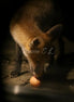 Fox 3 (photo)