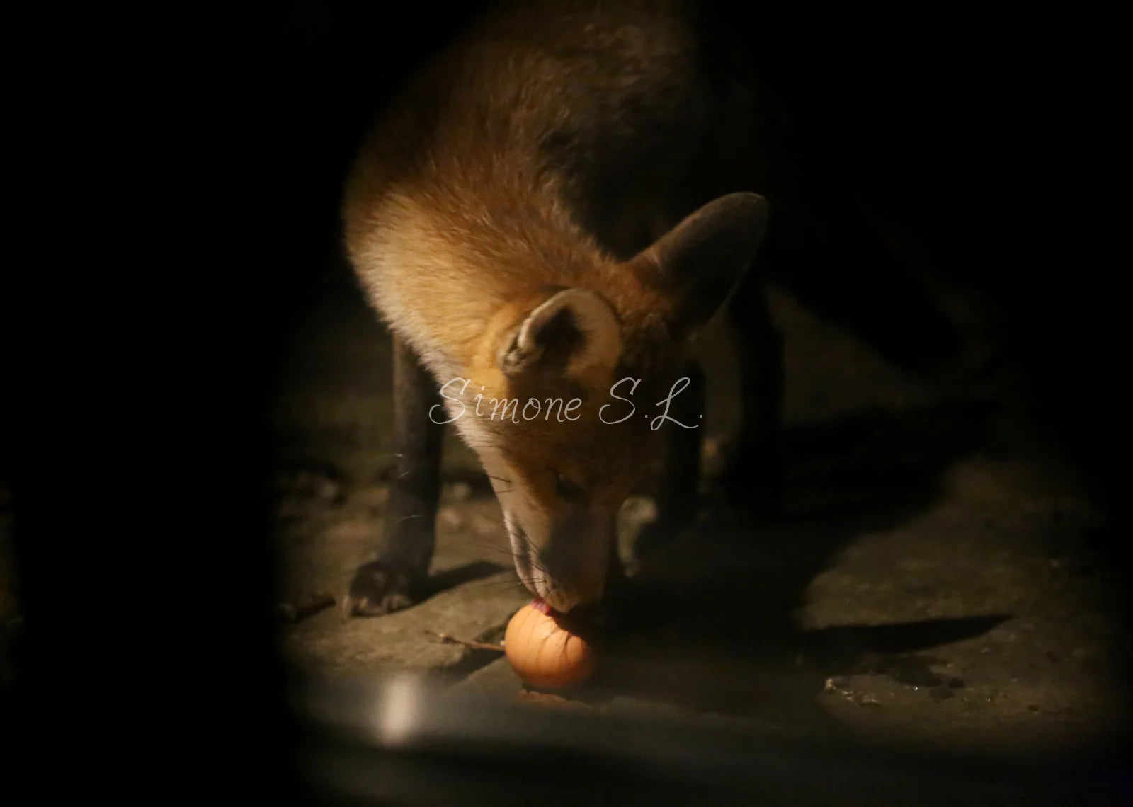 Fox 3 (photo)