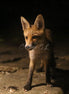 Fox 4 (photo)