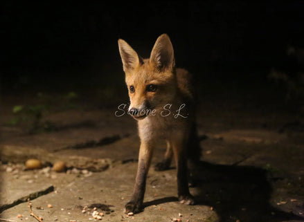 Fox 4 (photo)