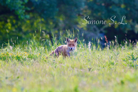 Fox