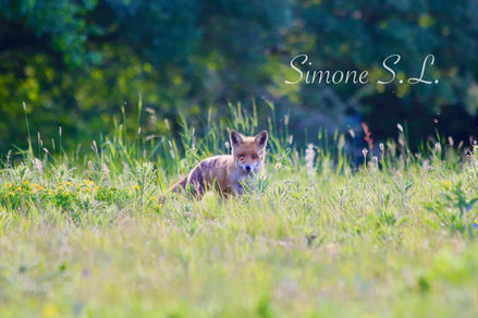 Fox