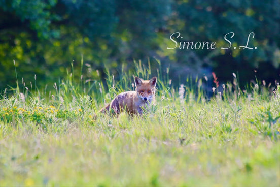 Fox