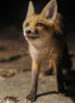 Fox 5 (photo)
