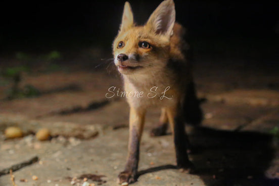 Fox 5 (photo)