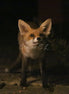 Fox 6 (photo)