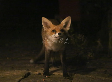 Fox 6 (photo)