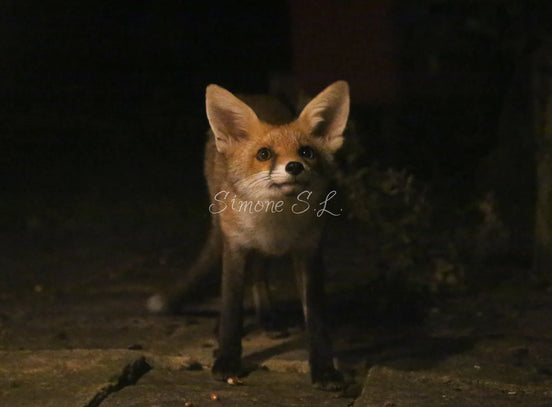 Fox 6 (photo)