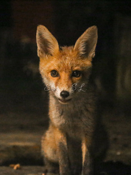 Fox 7 (photo)