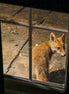 Fox 8 (photo)
