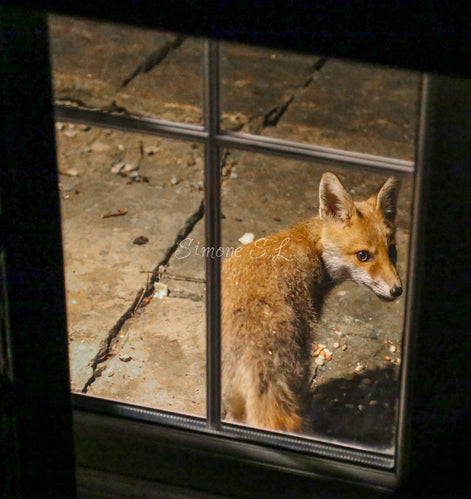 Fox 8 (photo)