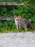 Fox 9 (photo)