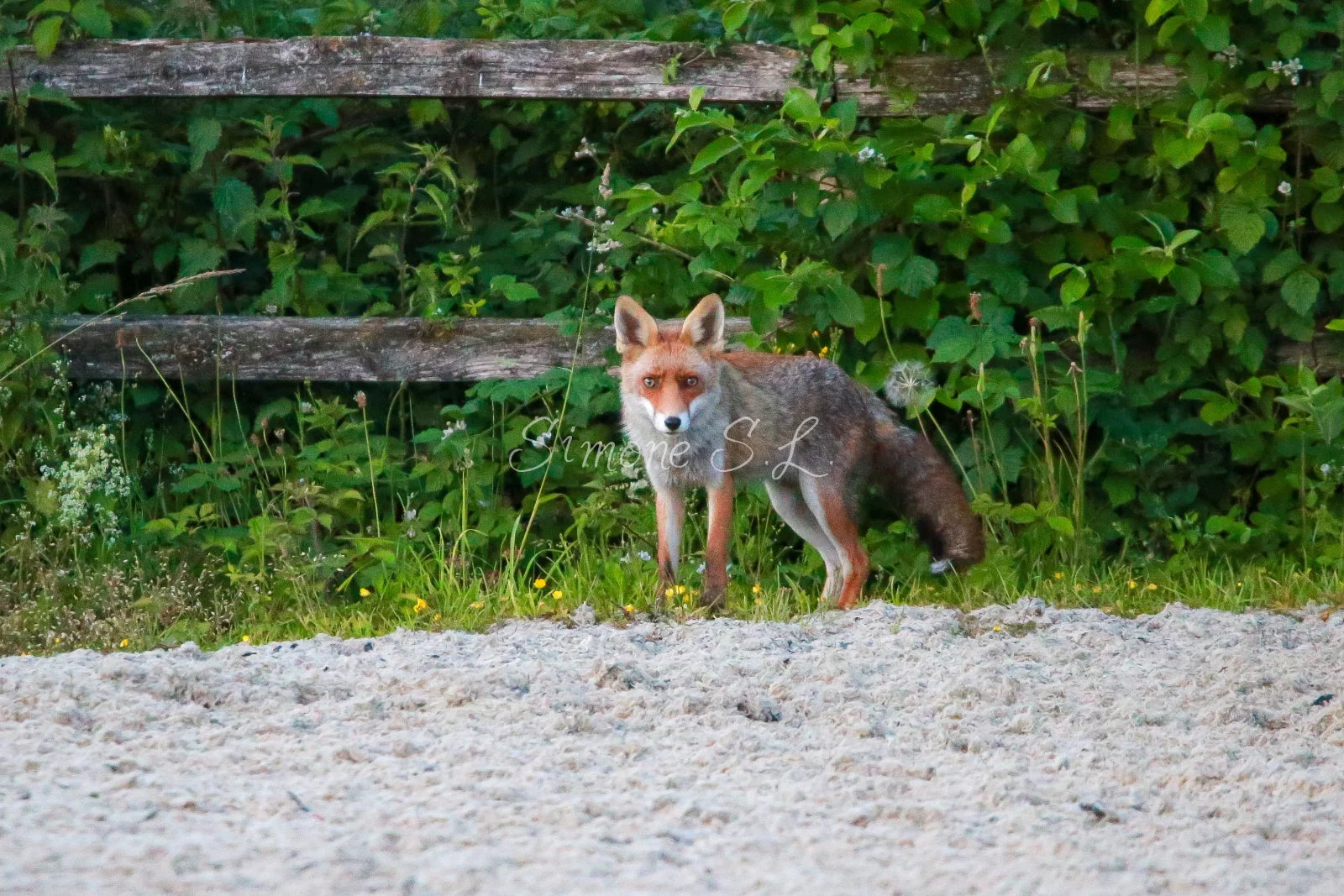 Fox 9 (photo)