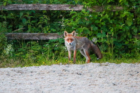Fox 9 (photo)