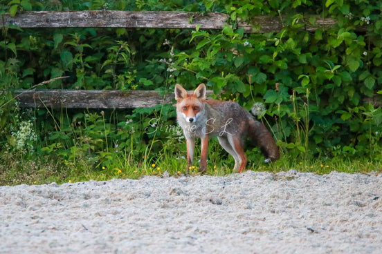 Fox 9 (photo)