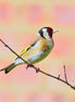 Goldfinch (photo)