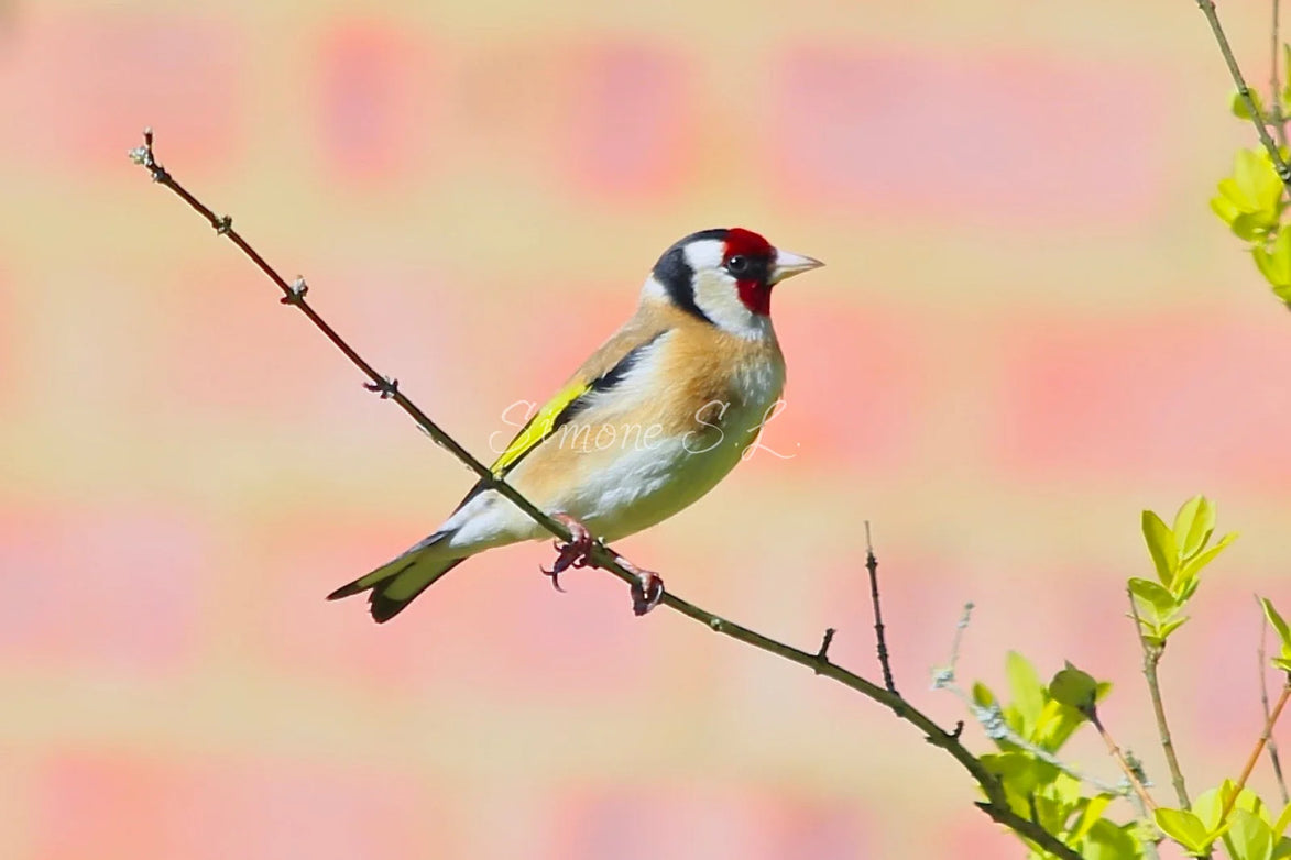 Goldfinch (photo)