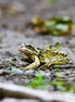 Grass Frog 1 (photo)