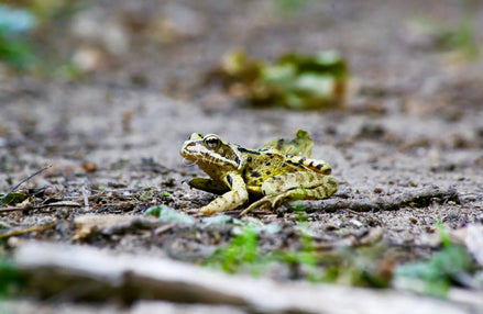 Grass Frog 1 (photo)