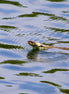 Grass Snake (photo)