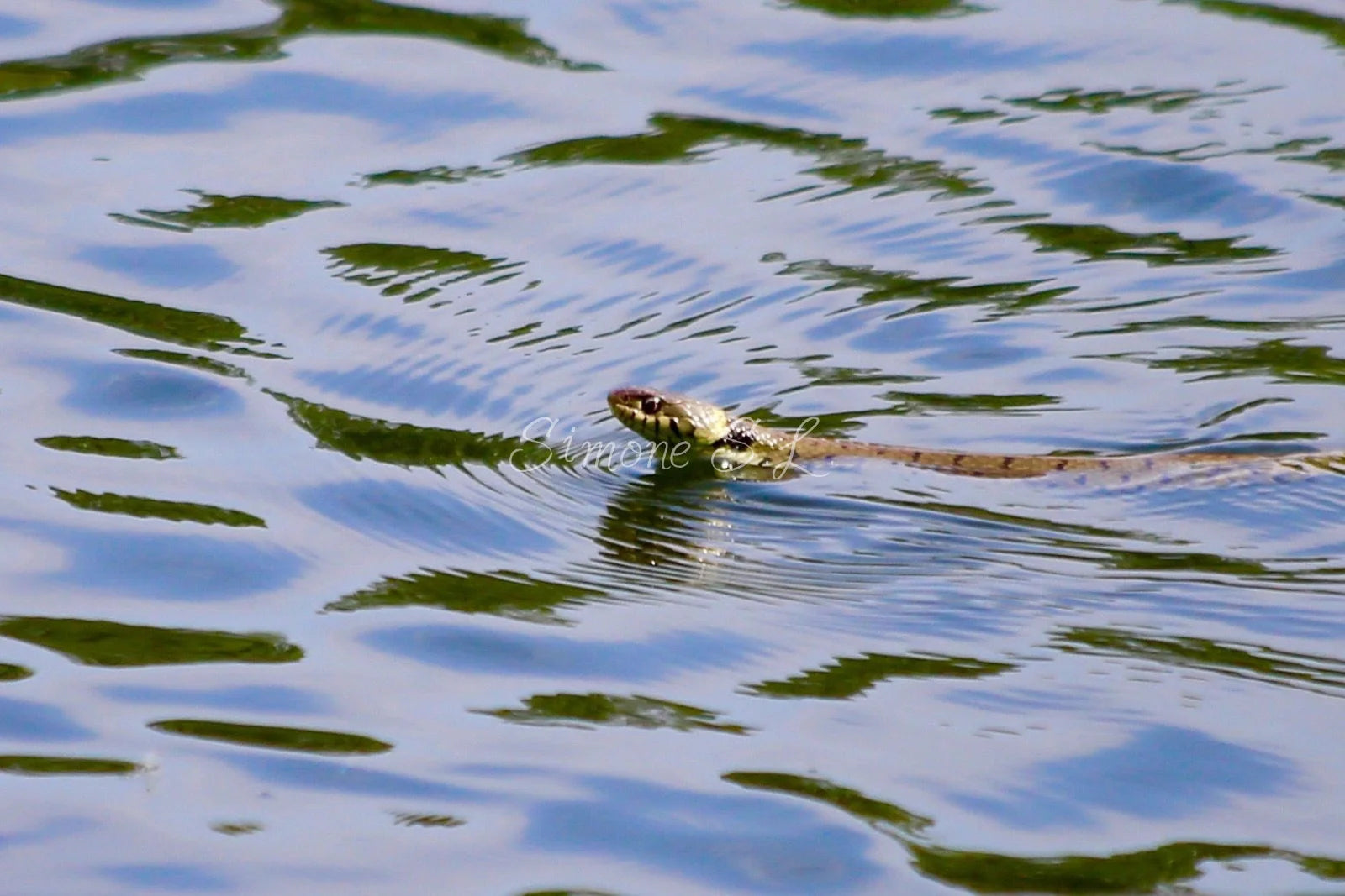 Grass Snake (photo)