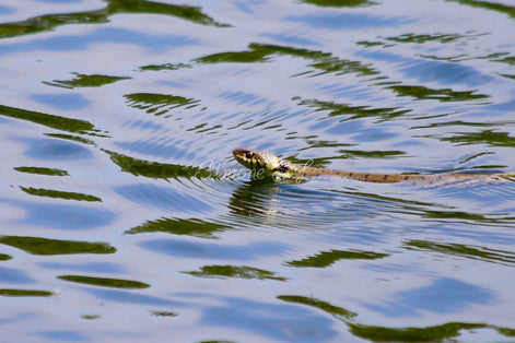 Grass Snake (photo)