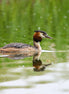 Great Crested Grebe (photo)