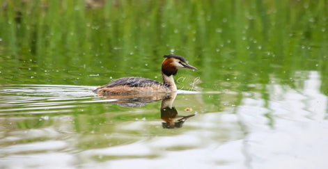 Great Crested Grebe (photo)
