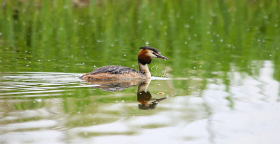 Great Crested Grebe (photo)
