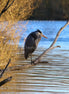 Grey Heron 1 (photo)