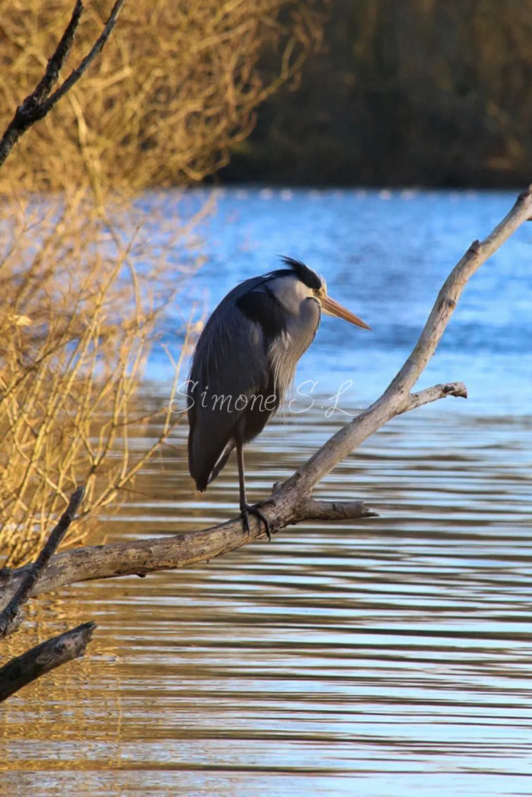 Grey Heron 1 (photo)