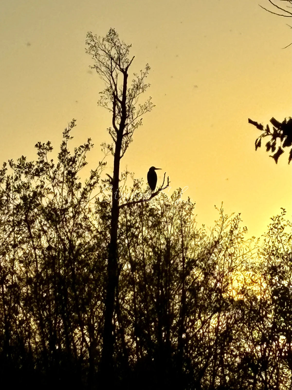 Grey Heron 2 (photo)