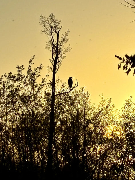 Grey Heron 2 (photo)