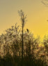 Grey Heron 3 (photo)