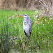 Grey Heron 4 (photo)