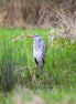 Grey Heron 4 (photo)