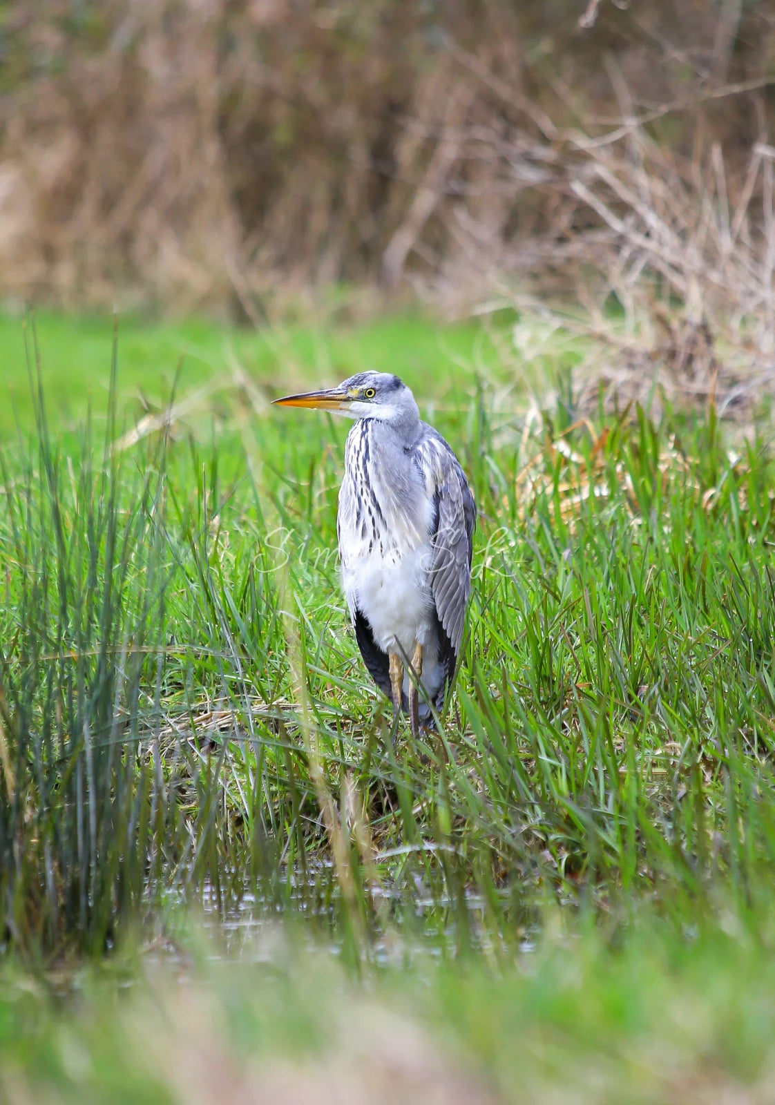 Grey Heron 4 (photo)