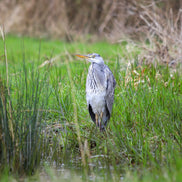 Grey Heron 4 (photo)