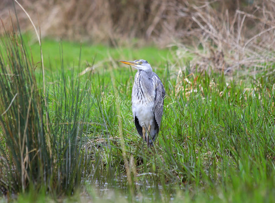 Grey Heron 4 (photo)