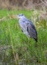 Grey Heron 5 (photo)