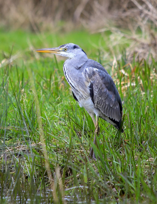Grey Heron 5 (photo)