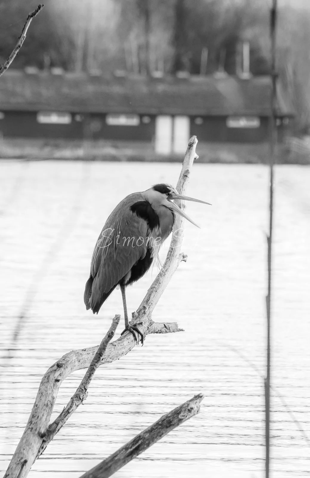 Grey Heron 6 B&W (photo)
