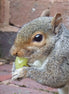 Grey Squirrel 2 (photo)