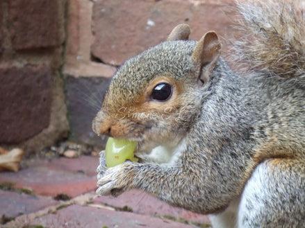 Grey Squirrel 2 (photo)