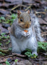 Grey Squirrel 3 (photo)